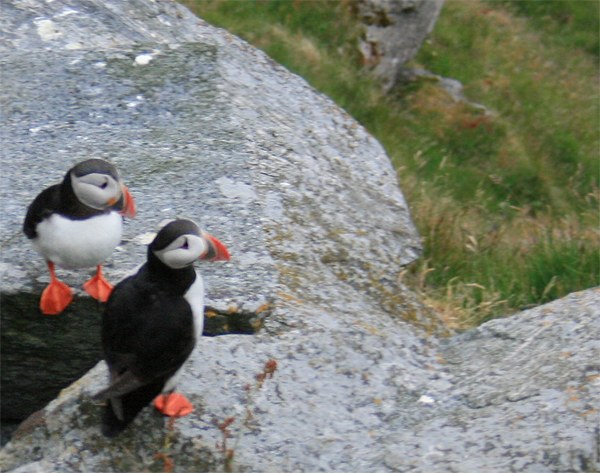 Fotos + Bilder von der Vogelinsel Runde Papageientaucher