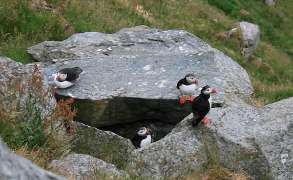 Papageientaucher vor ihrer Bruthöhle zwischen den Felsen