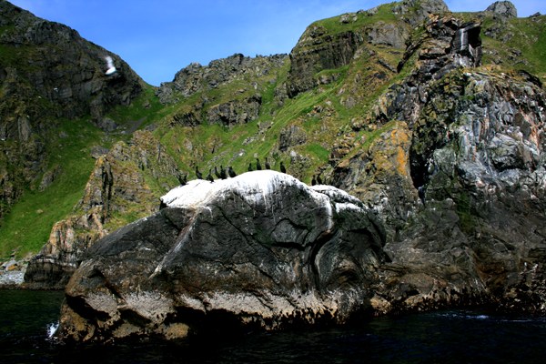 Vogelfelsen mit Krähenscharben auf der Insel Runde